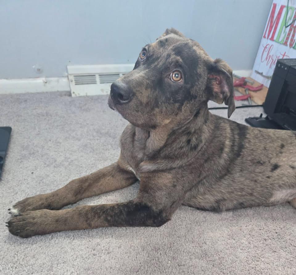 Enlarge Athena, a Adoptable mixed breed in Berlin, NJ image 3/3