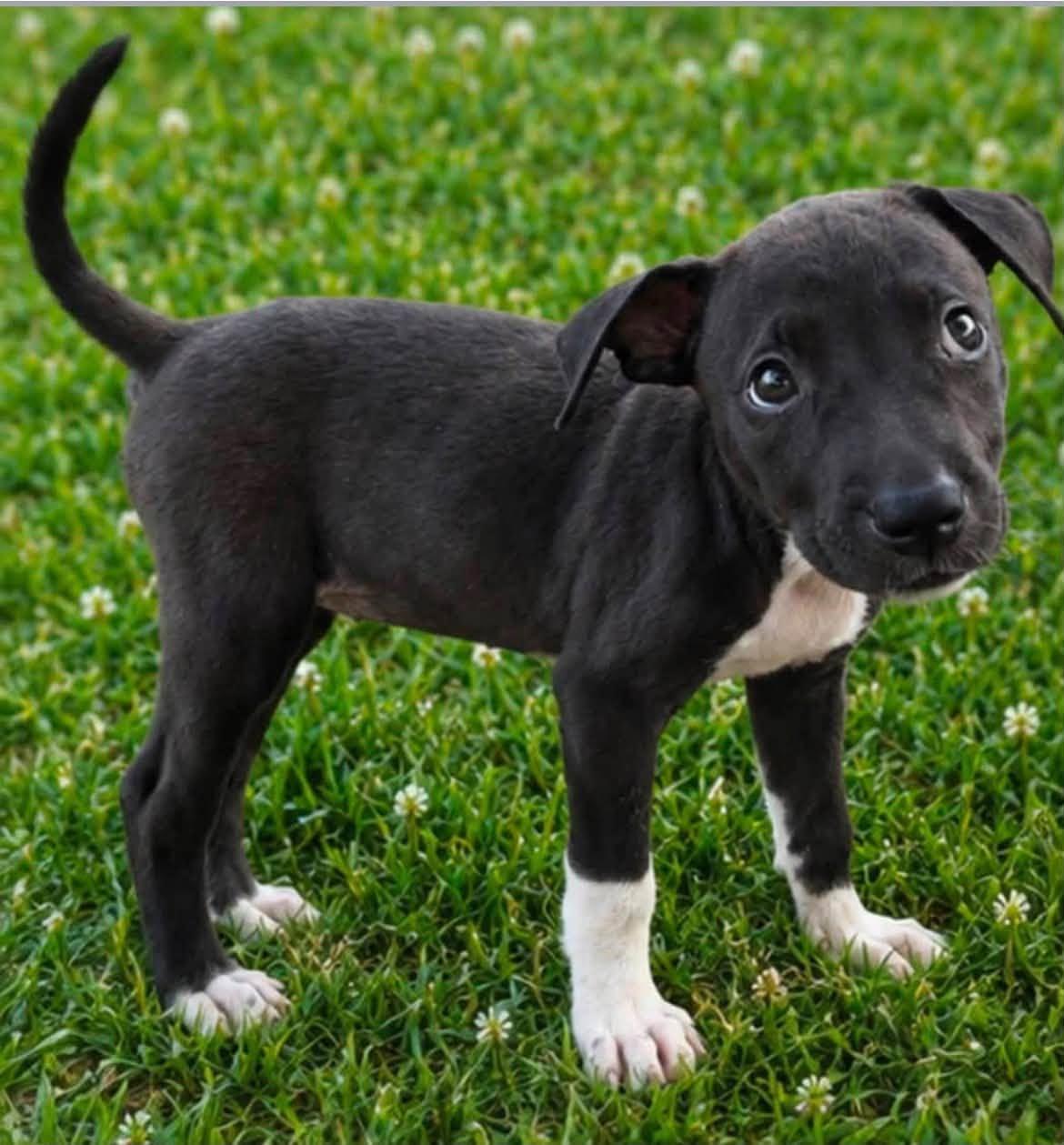Enlarge Rori, a Adoptable mixed breed in Scottsdale, AZ image 2/4