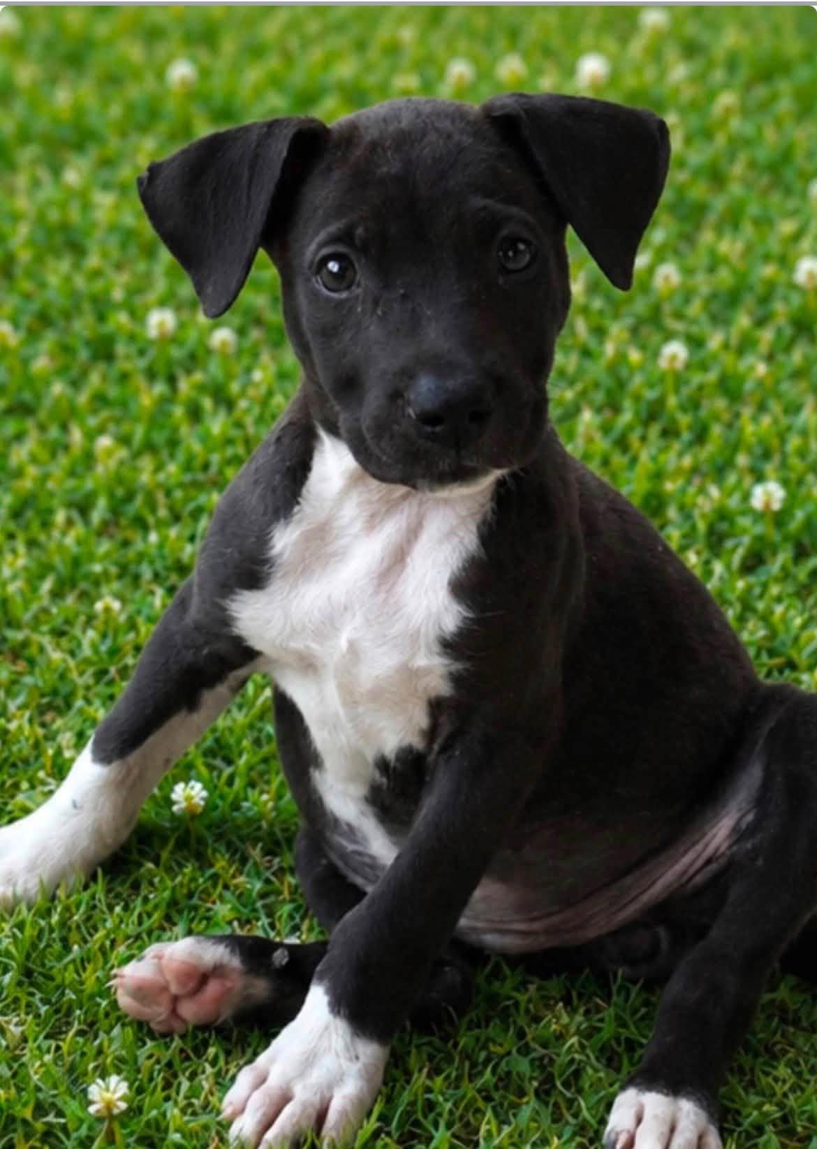 Enlarge Rori, a Adoptable mixed breed in Scottsdale, AZ image 3/4