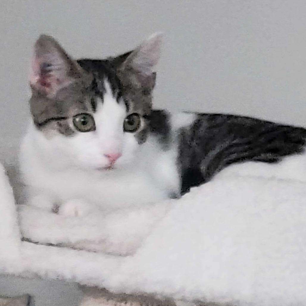 Enlarge Parvati, a Adoptable Domestic Short Hair in Abbotsford, BC image 2/2