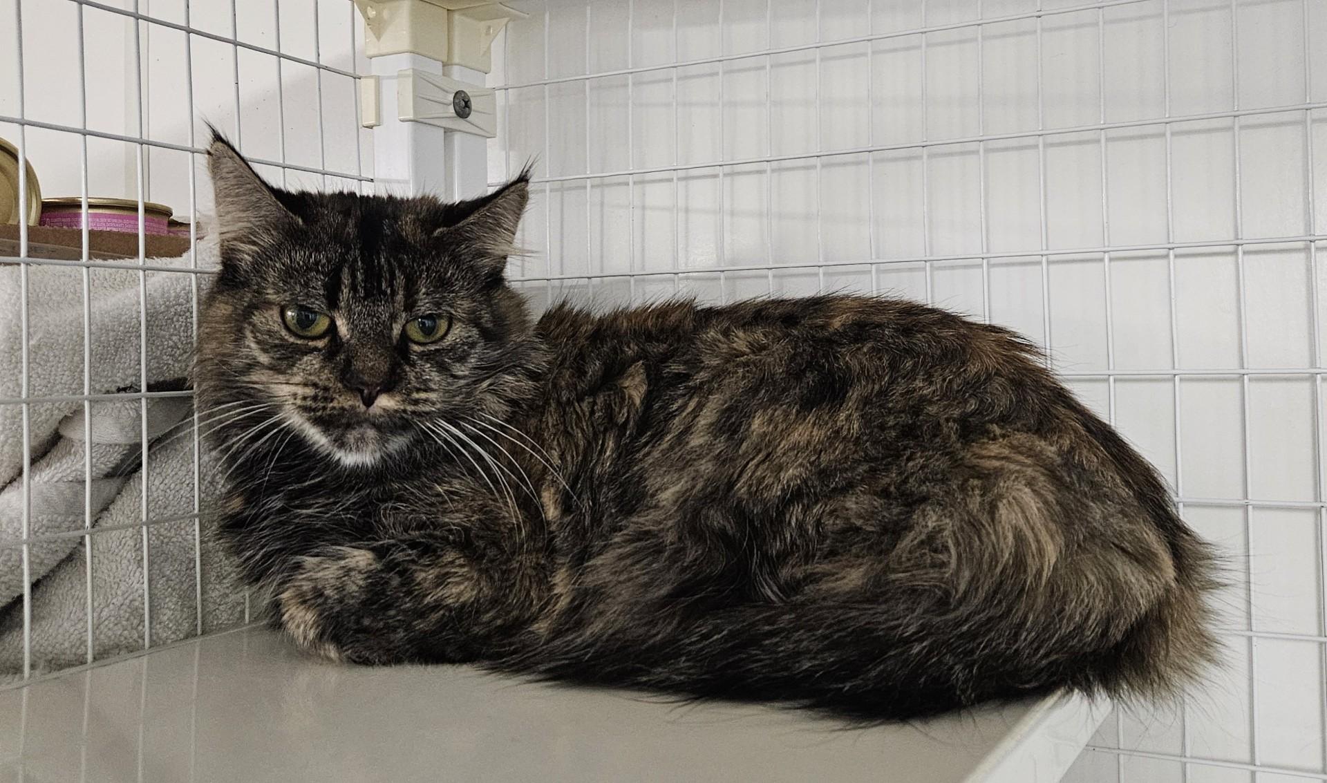 Enlarge Wishbone, a ADOPTABLE Domestic Long Hair in Claremont, NH image 1/1