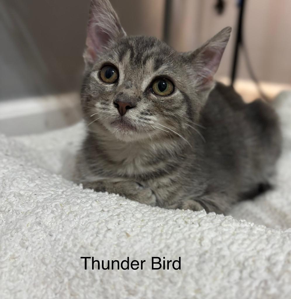 Enlarge Thunder Bird, a Adoptable mixed breed in Johnson City, TN image 1/5