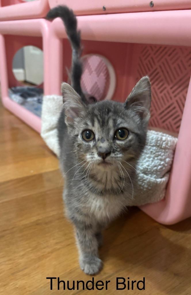 Enlarge Thunder Bird, a Adoptable mixed breed in Johnson City, TN image 2/5