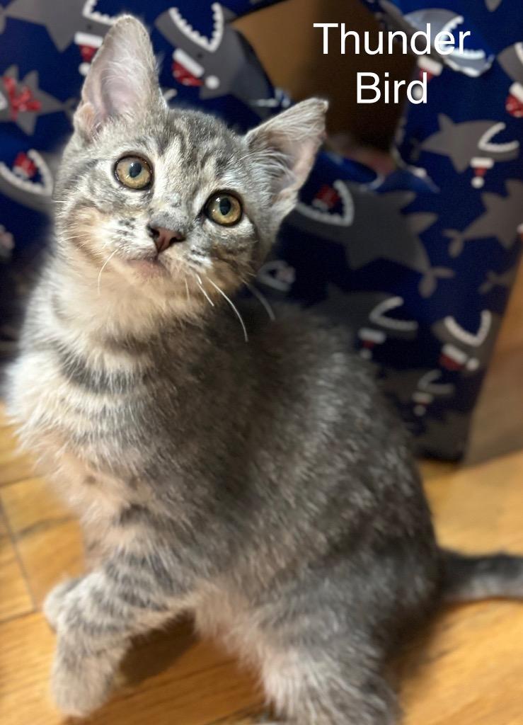 Enlarge Thunder Bird, a Adoptable mixed breed in Johnson City, TN image 3/5