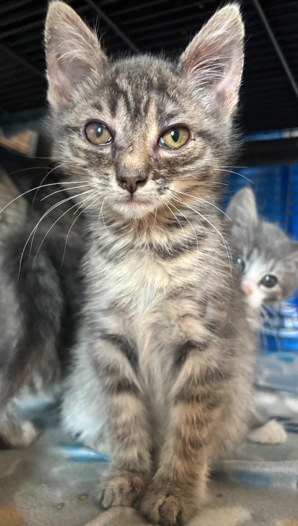 Enlarge Thunder Bird, a Adoptable mixed breed in Johnson City, TN image 5/5