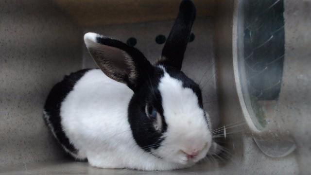 GRUMPY, Adoptable, Adult Male Bunny Rabbit.