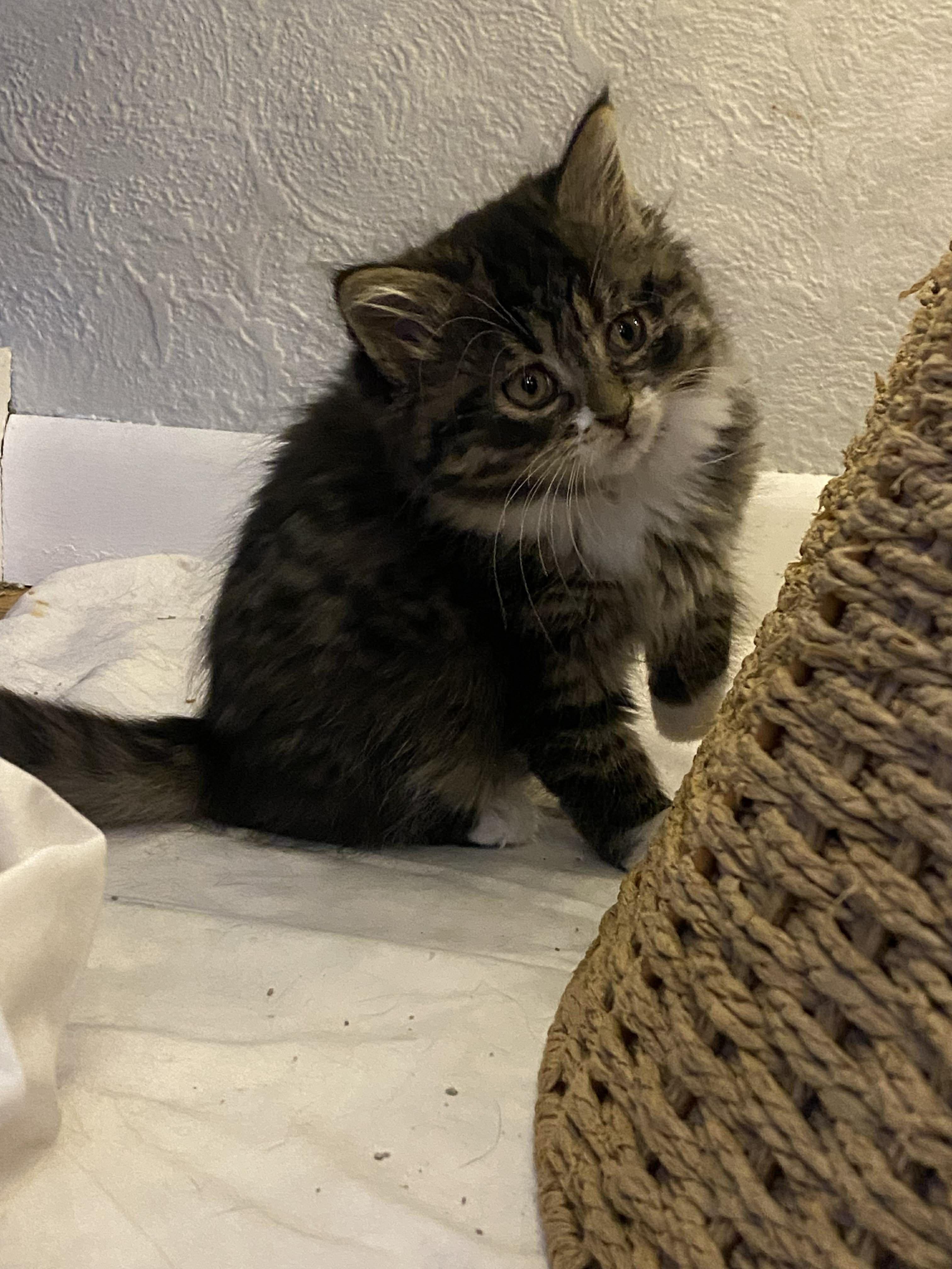 Tawny, adopted, Kitten Female Domestic Medium Hair.