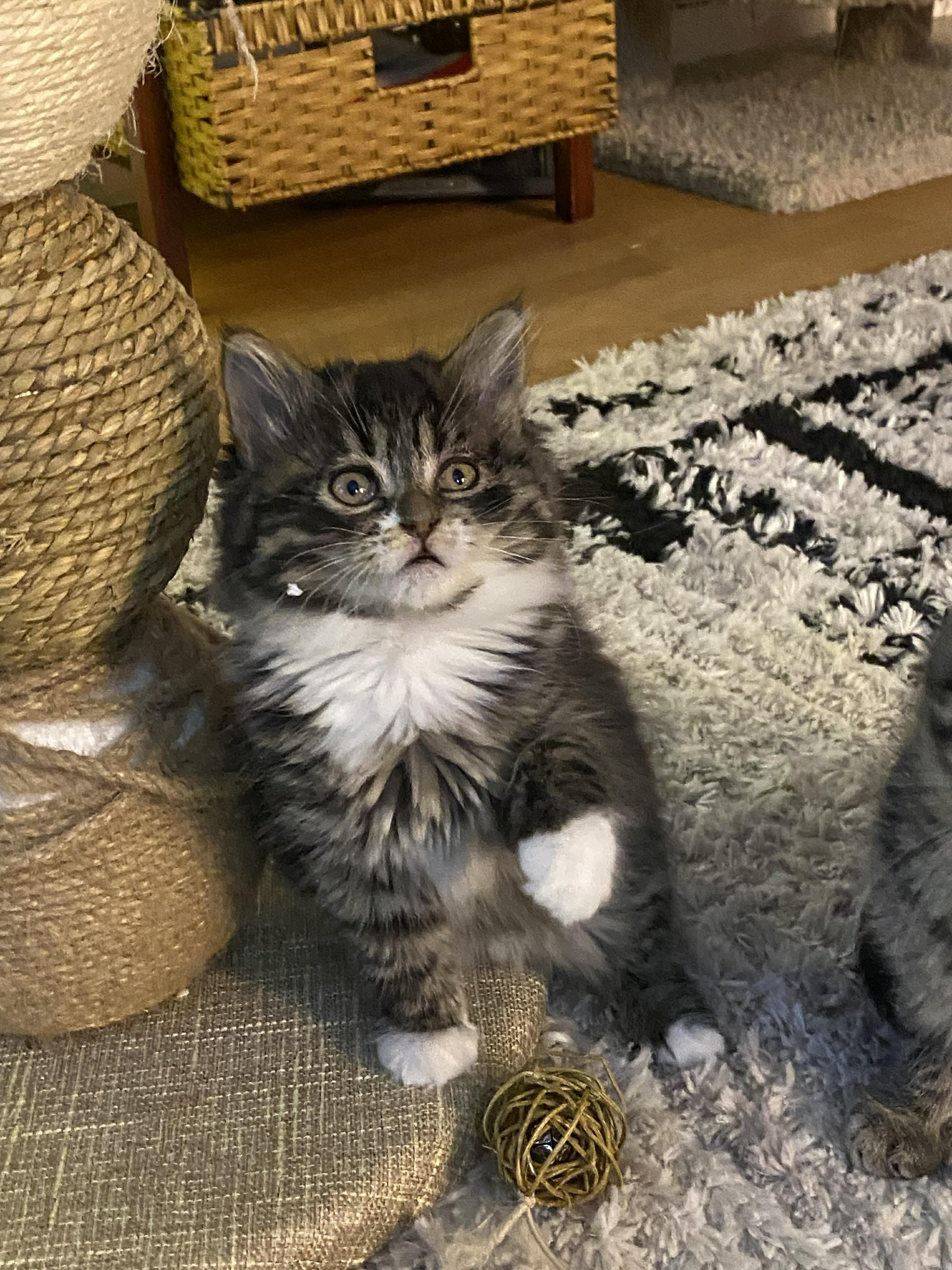 Tawny, an adopted Domestic Medium Hair in Onalaska, WI image 2/6