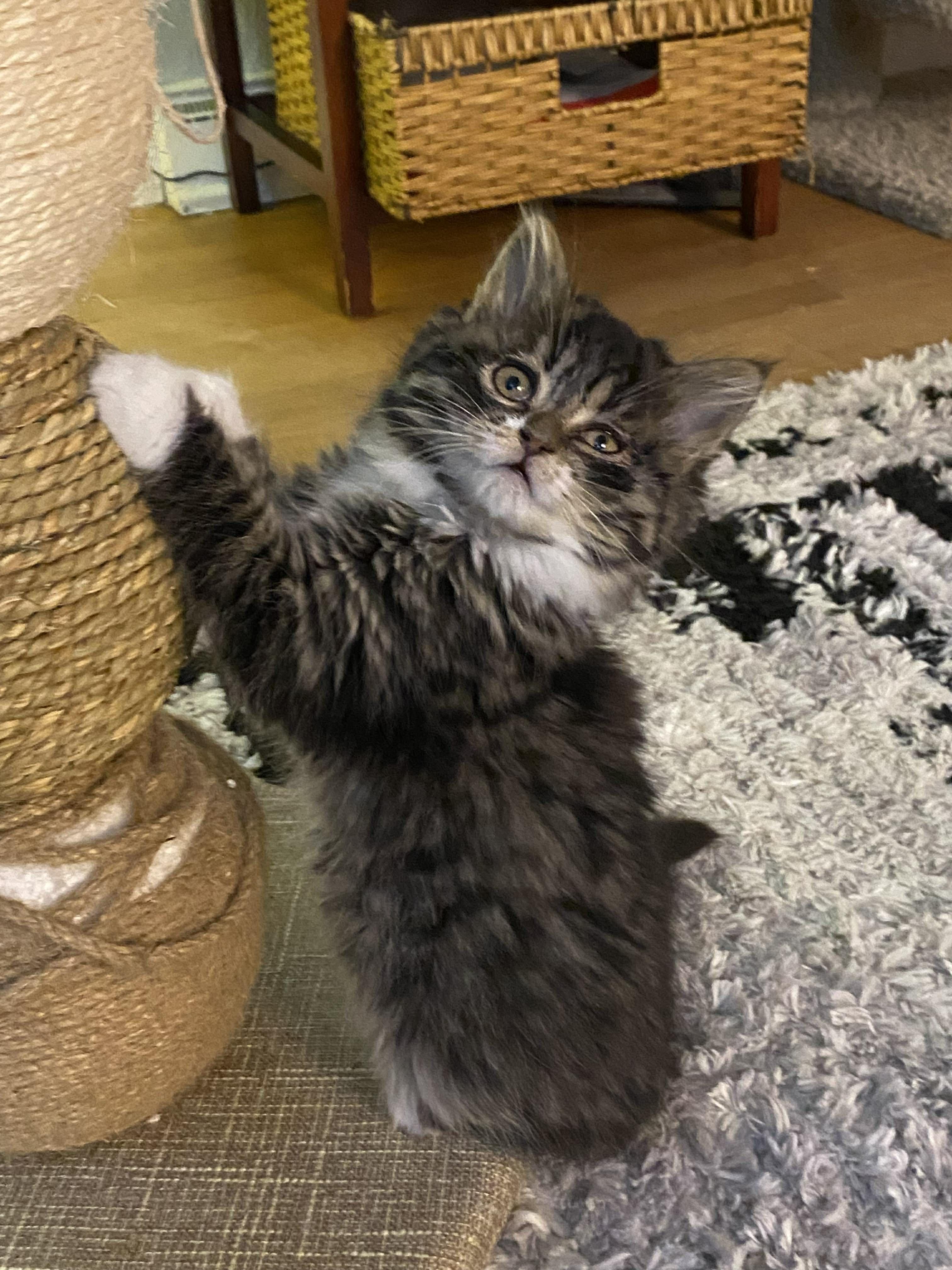 Tawny, an adopted Domestic Medium Hair in Onalaska, WI image 3/6