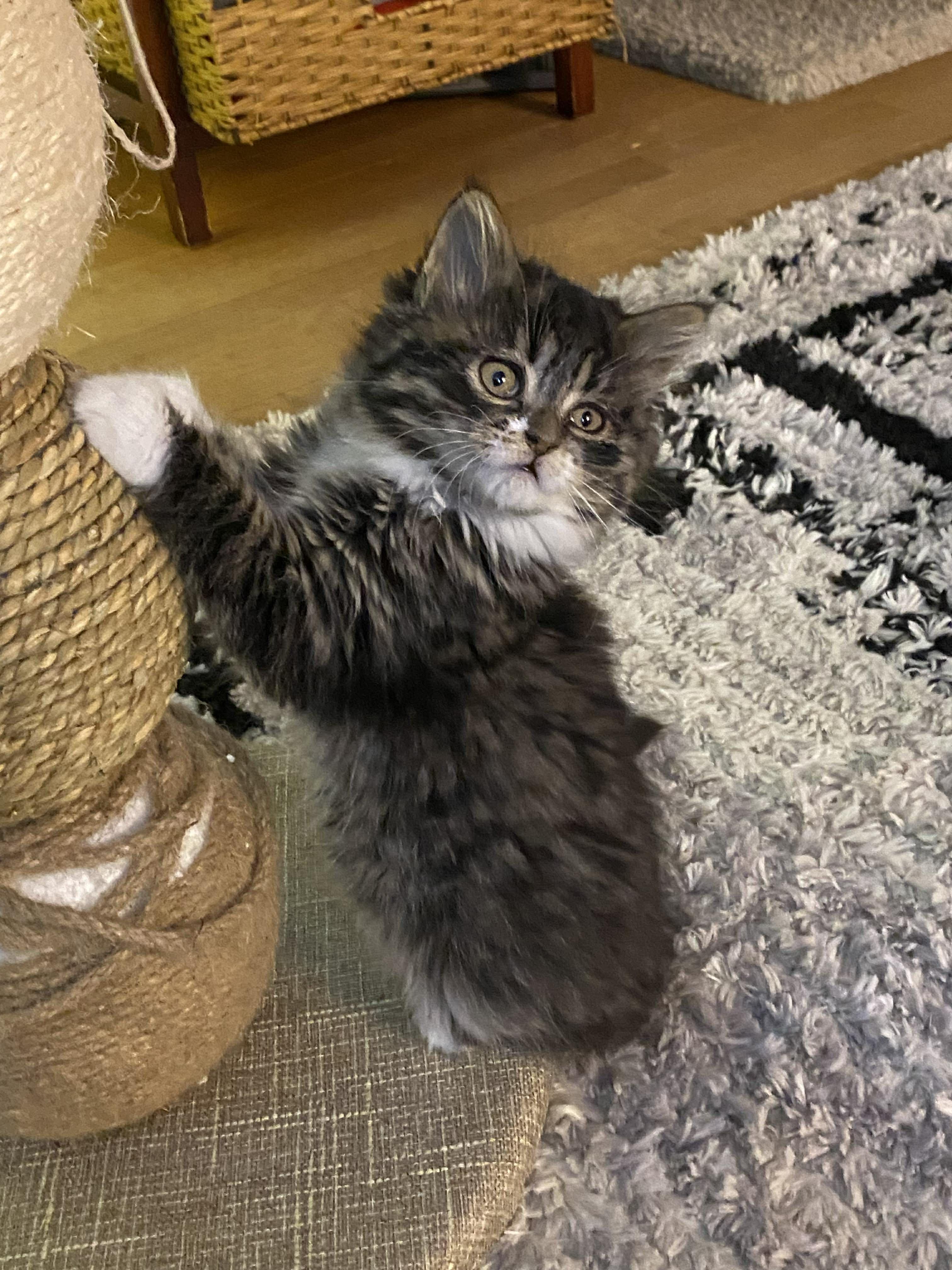 Tawny, adopted, Kitten Female Domestic Medium Hair.