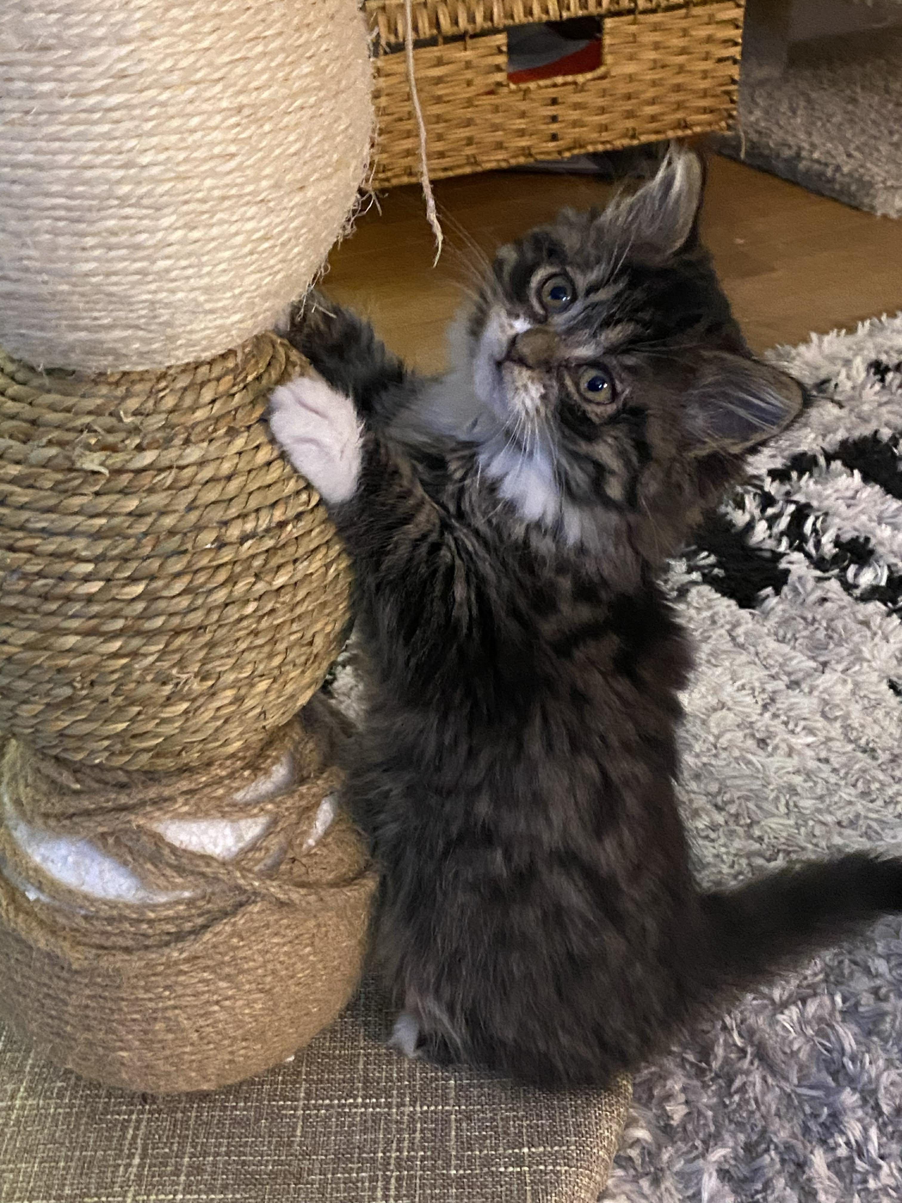 Tawny, an adopted Domestic Medium Hair in Onalaska, WI image 5/6
