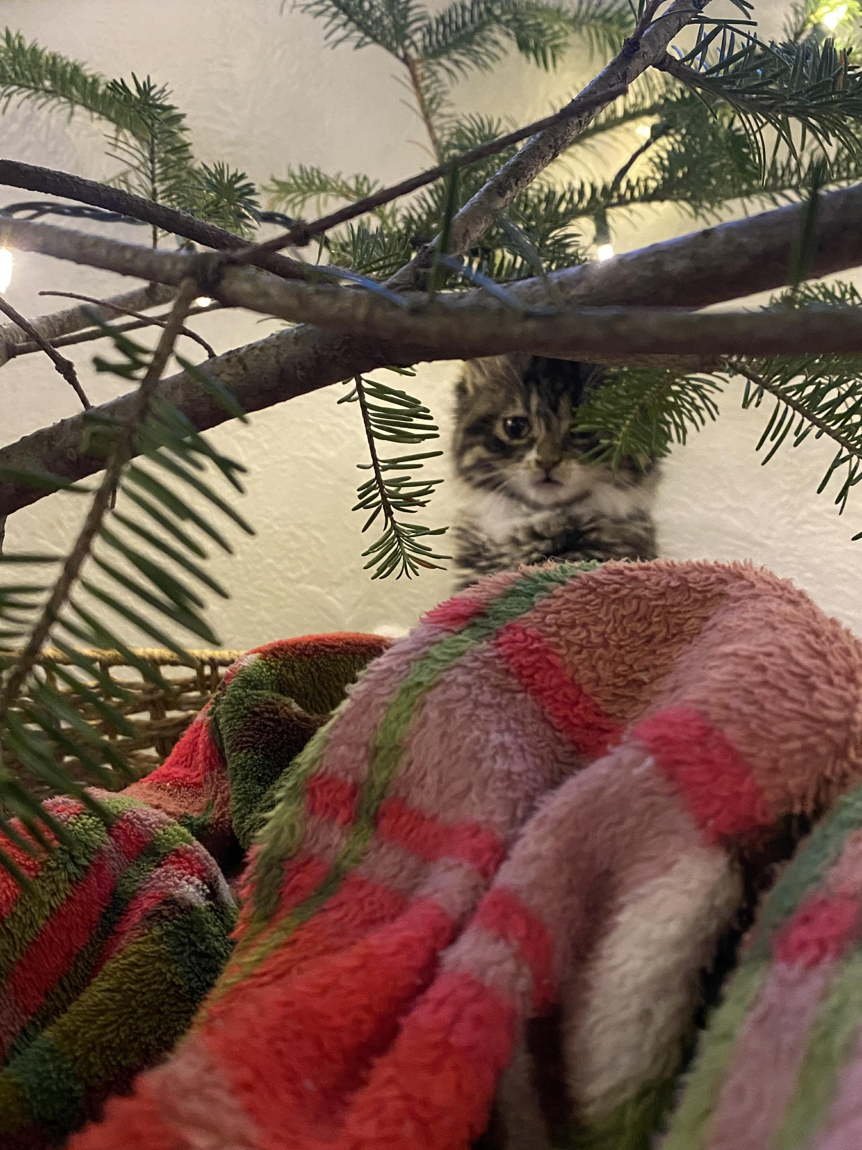 Tawny, an adopted Domestic Medium Hair in Onalaska, WI image 6/6