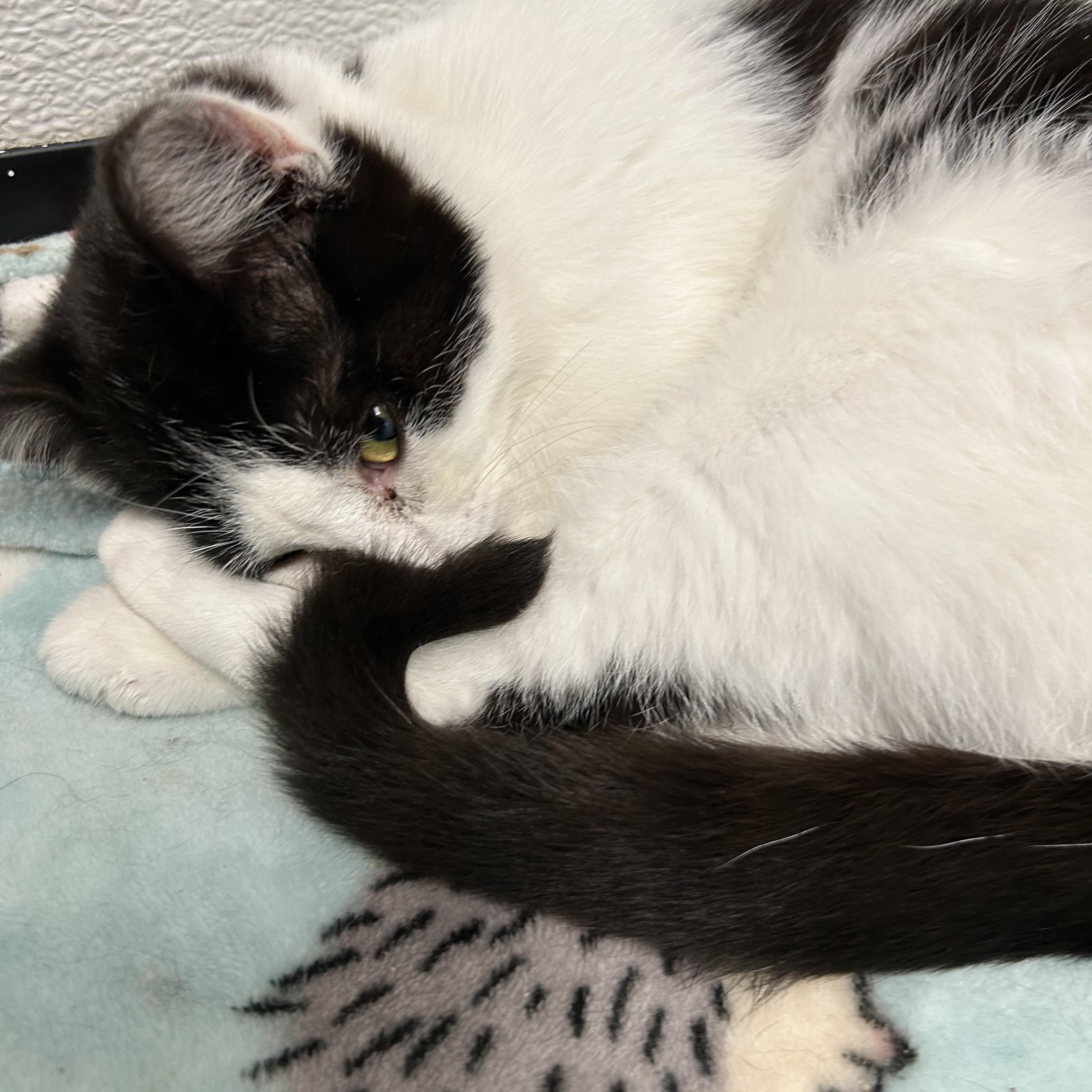 Enlarge Cletus, a ADOPTABLE Domestic Short Hair in Bryan, OH image 1/2