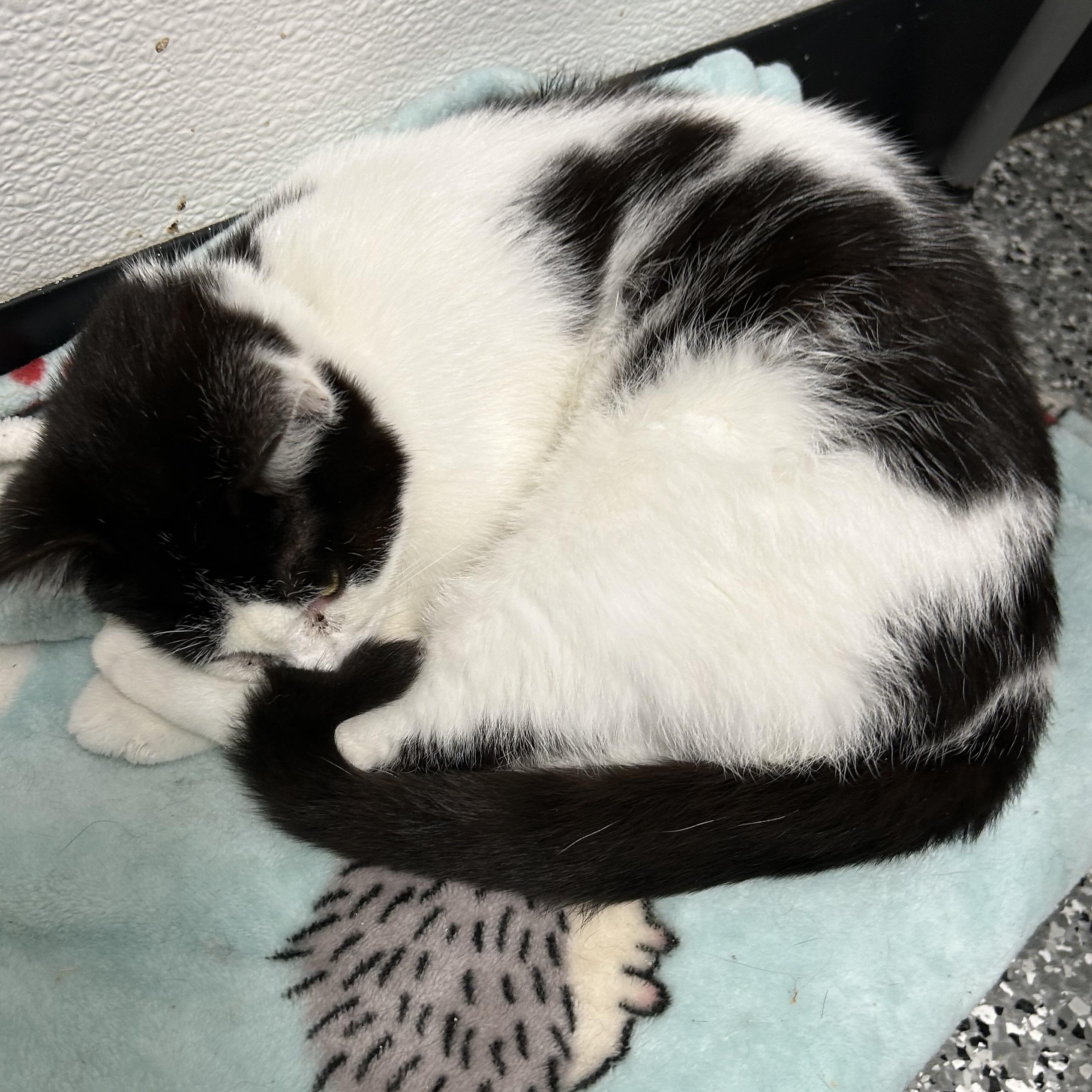 Enlarge Cletus, a ADOPTABLE Domestic Short Hair in Bryan, OH image 2/2