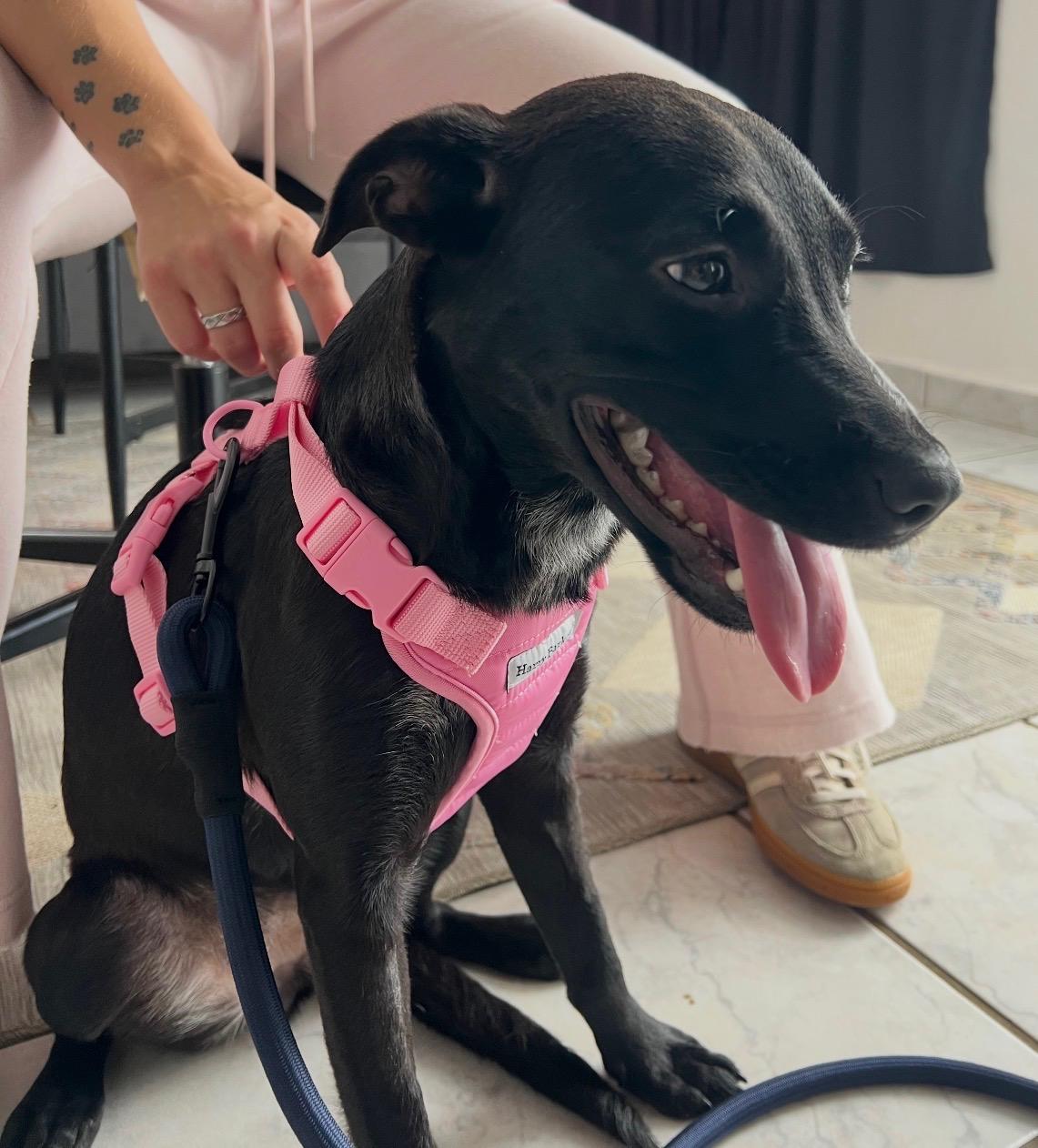 Enlarge Luna - The Street Dog Turned Soul Dog, a Adoptable mixed breed in Scarsdale, NY image 6/6