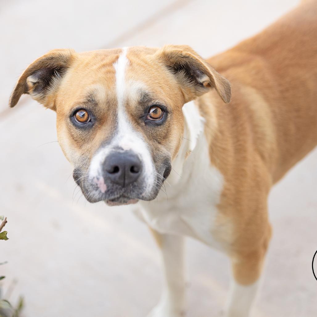 Enlarge Mila, a Adoptable Terrier in Abilene, TX image 1/5