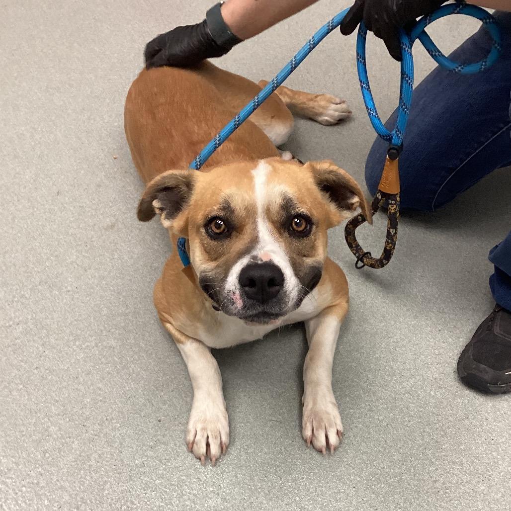 Enlarge Mila, a Adoptable Terrier in Abilene, TX image 2/5