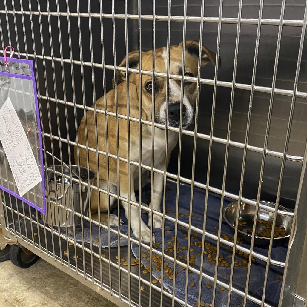 Enlarge Mila, a Adoptable Terrier in Abilene, TX image 3/5