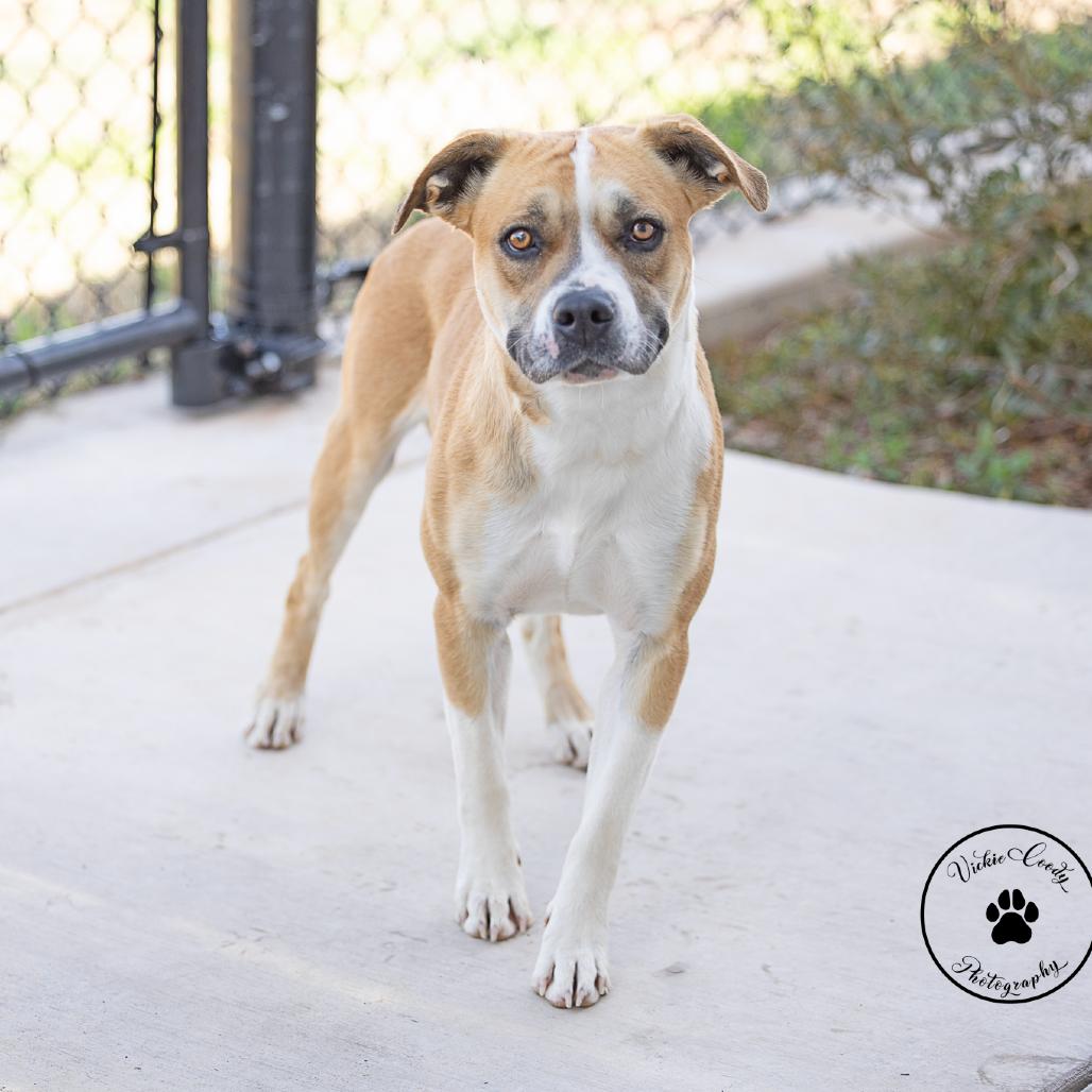 Enlarge Mila, a Adoptable Terrier in Abilene, TX image 4/5