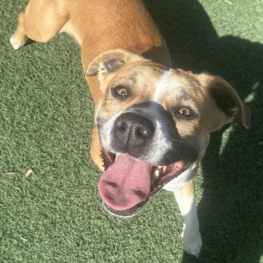 Enlarge Mila, a Adoptable Terrier in Abilene, TX image 5/5