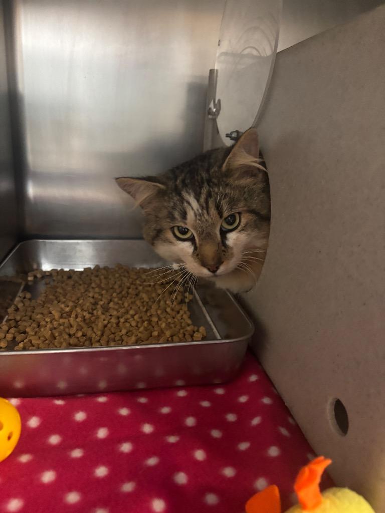 Whiskers, Adoptable, Young Male American Shorthair.