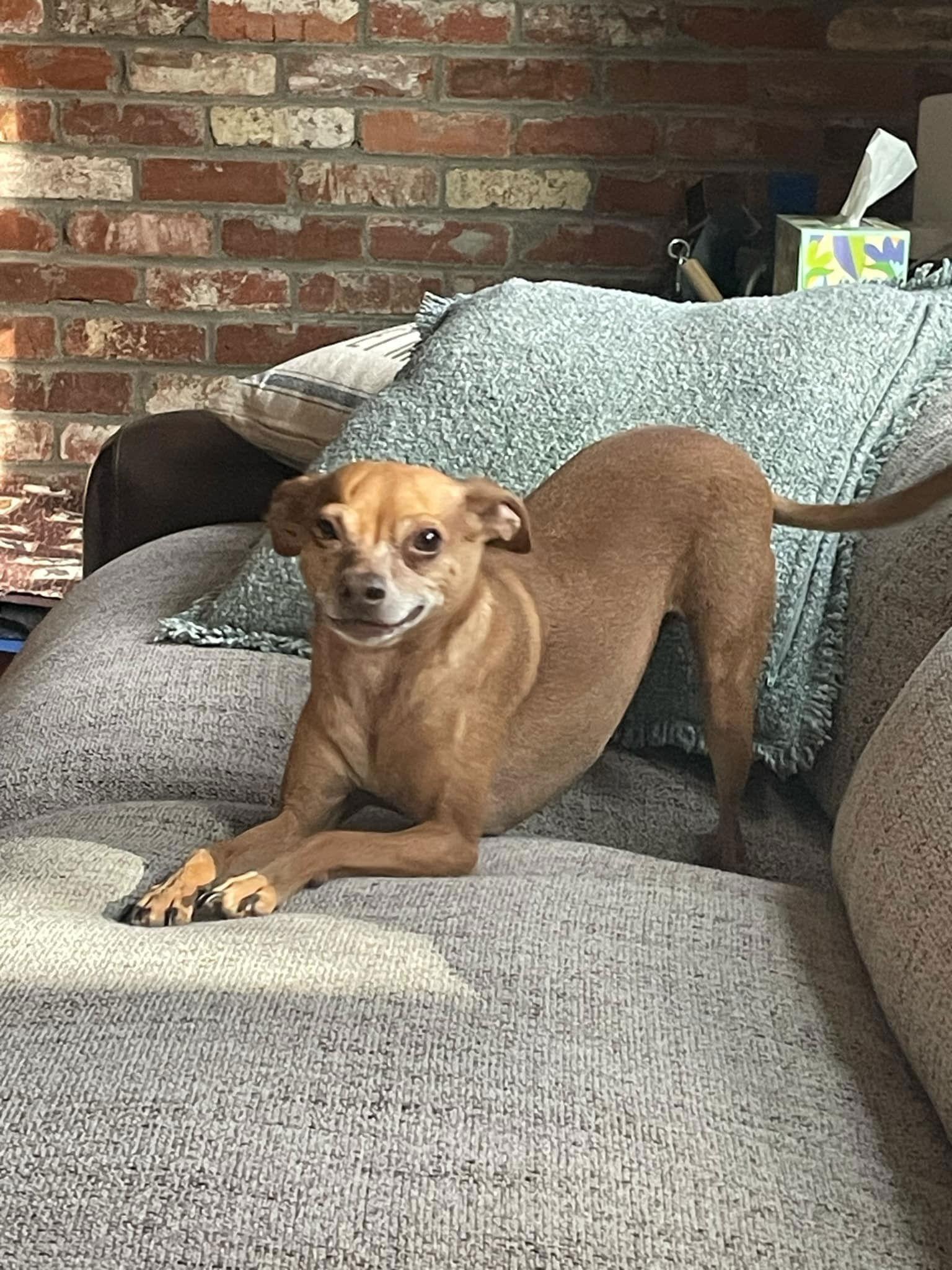 Enlarge Milo, a Adoptable Chihuahua in Littleton, CO image 1/3