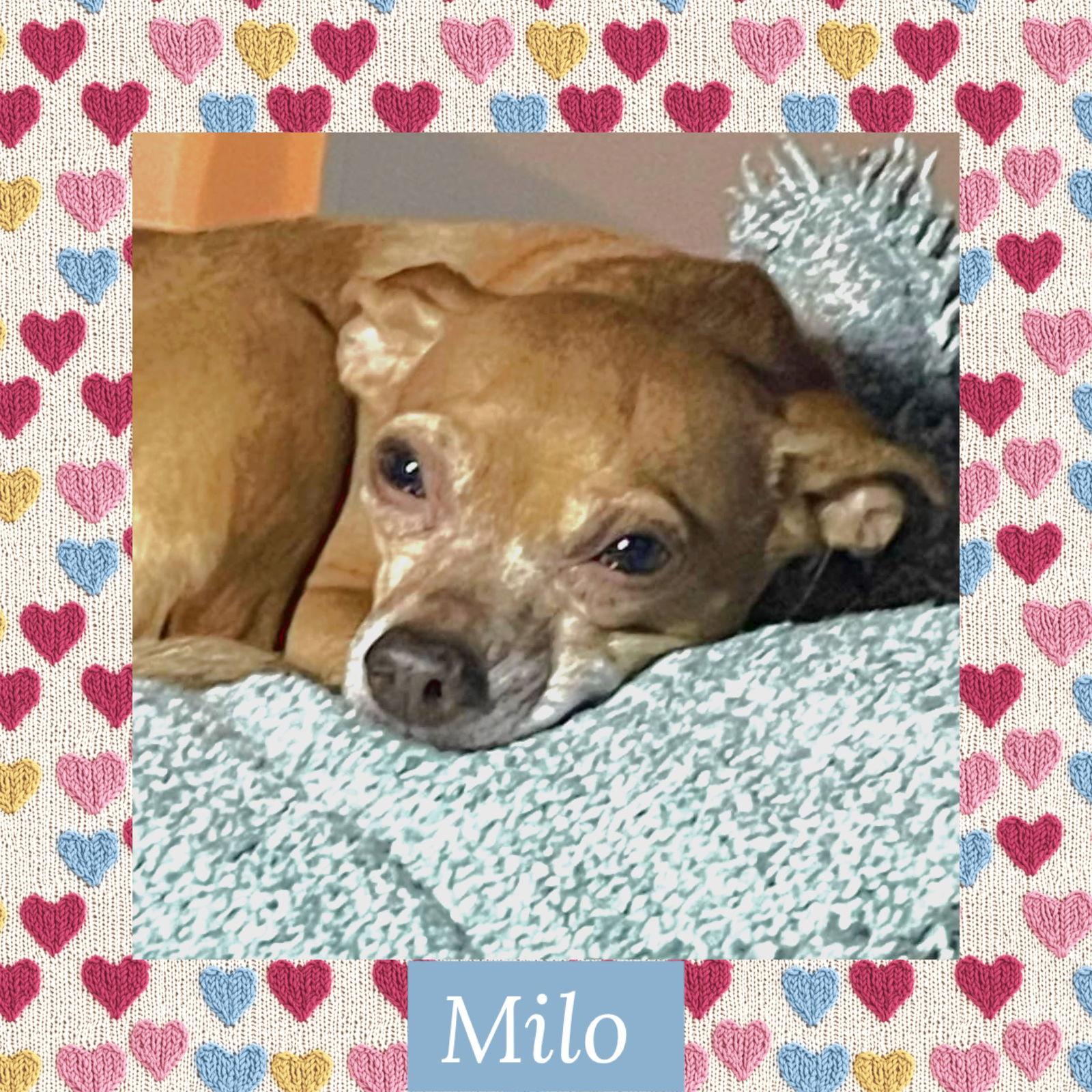 Enlarge Milo, a Adoptable Chihuahua in Littleton, CO image 2/3