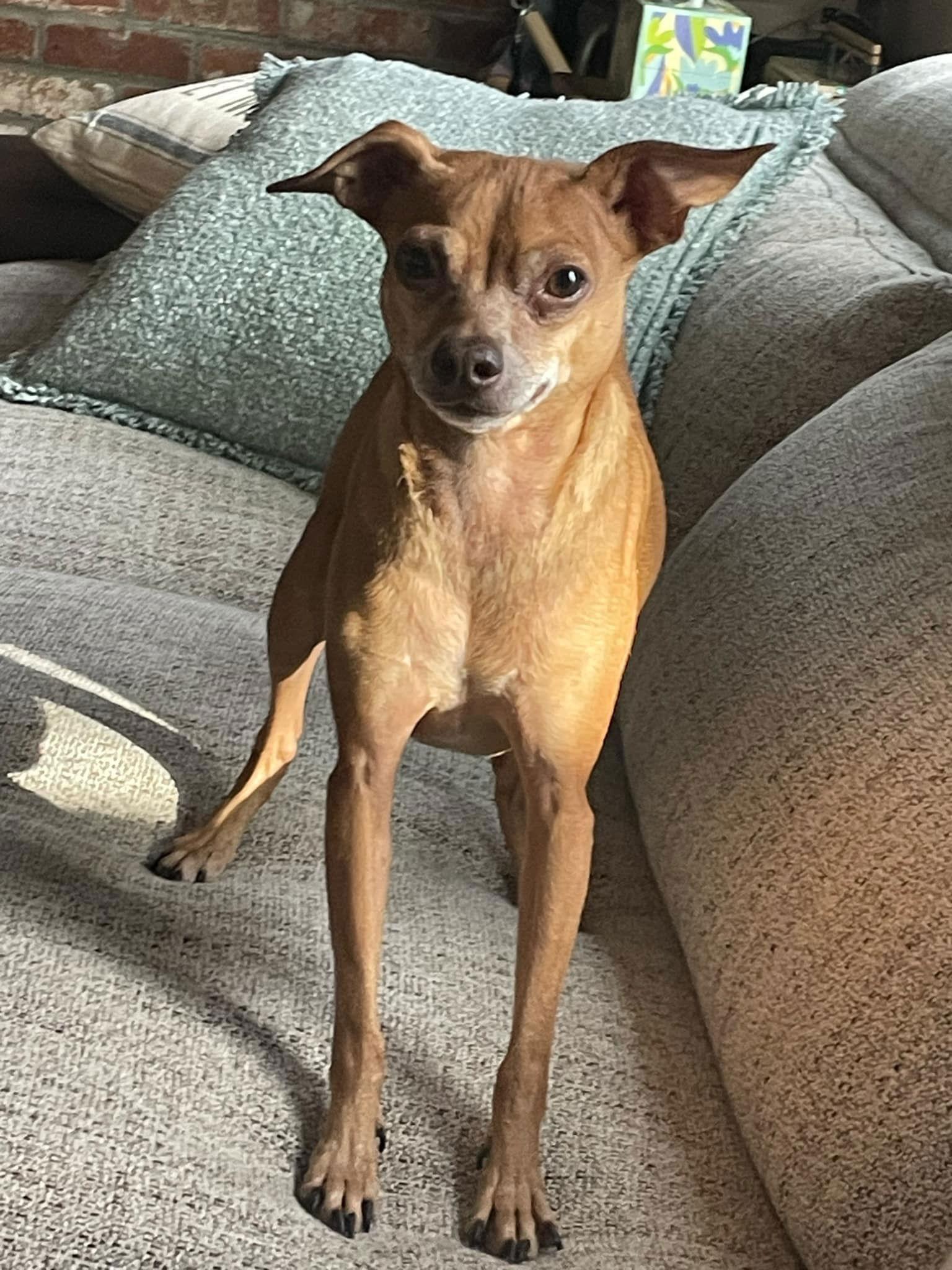 Enlarge Milo, a Adoptable Chihuahua in Littleton, CO image 3/3