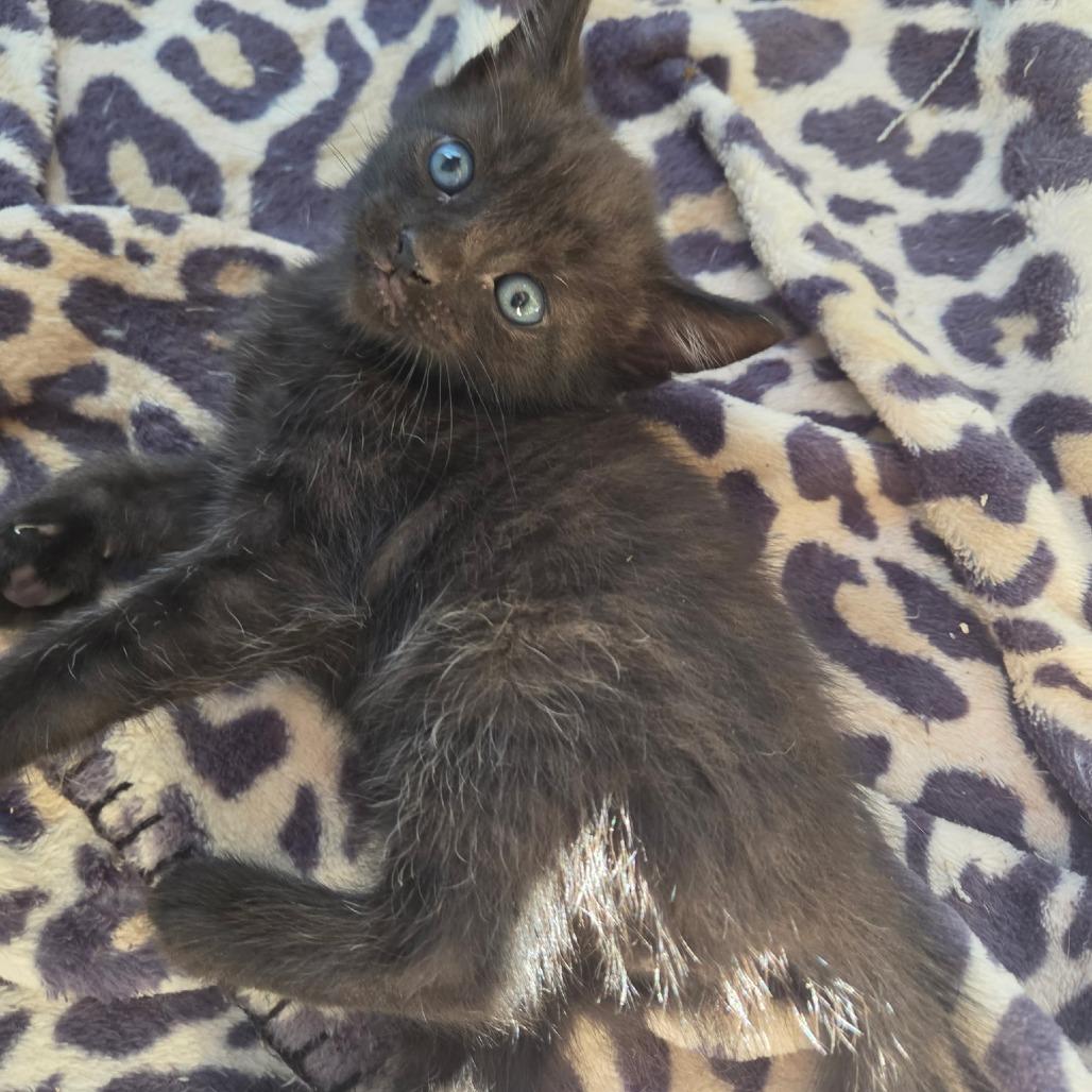 Enlarge Keola, a Adoptable Domestic Short Hair in Pahoa, HI image 5/5