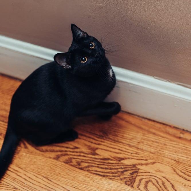 Lavender, a Adoptable Domestic Short Hair in Royal Oak, MI image 3/4