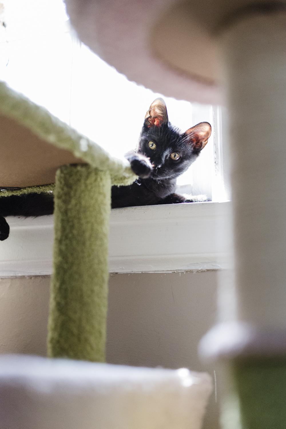 Lavender, a Adoptable Domestic Short Hair in Royal Oak, MI image 4/4