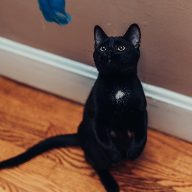 Lavender, a Adoptable Domestic Short Hair in Royal Oak, MI image 2/4