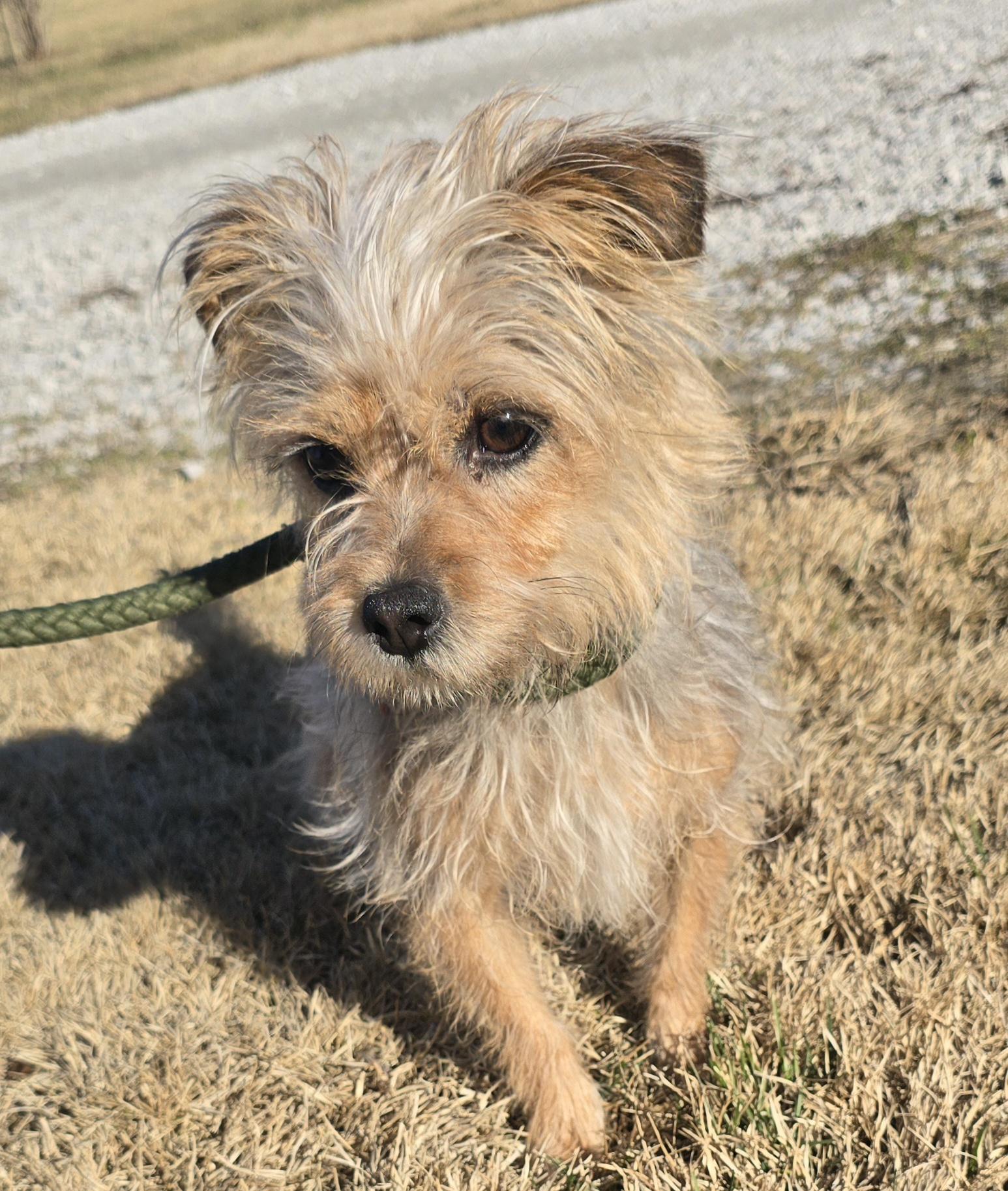 Sweetheart , ADOPTABLE, Adult Female Yorkshire Terrier.
