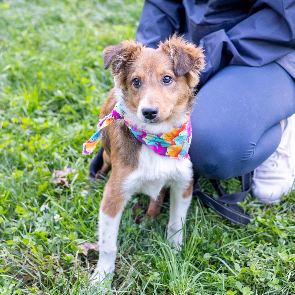 Felix  (Male)   Avail 10/18