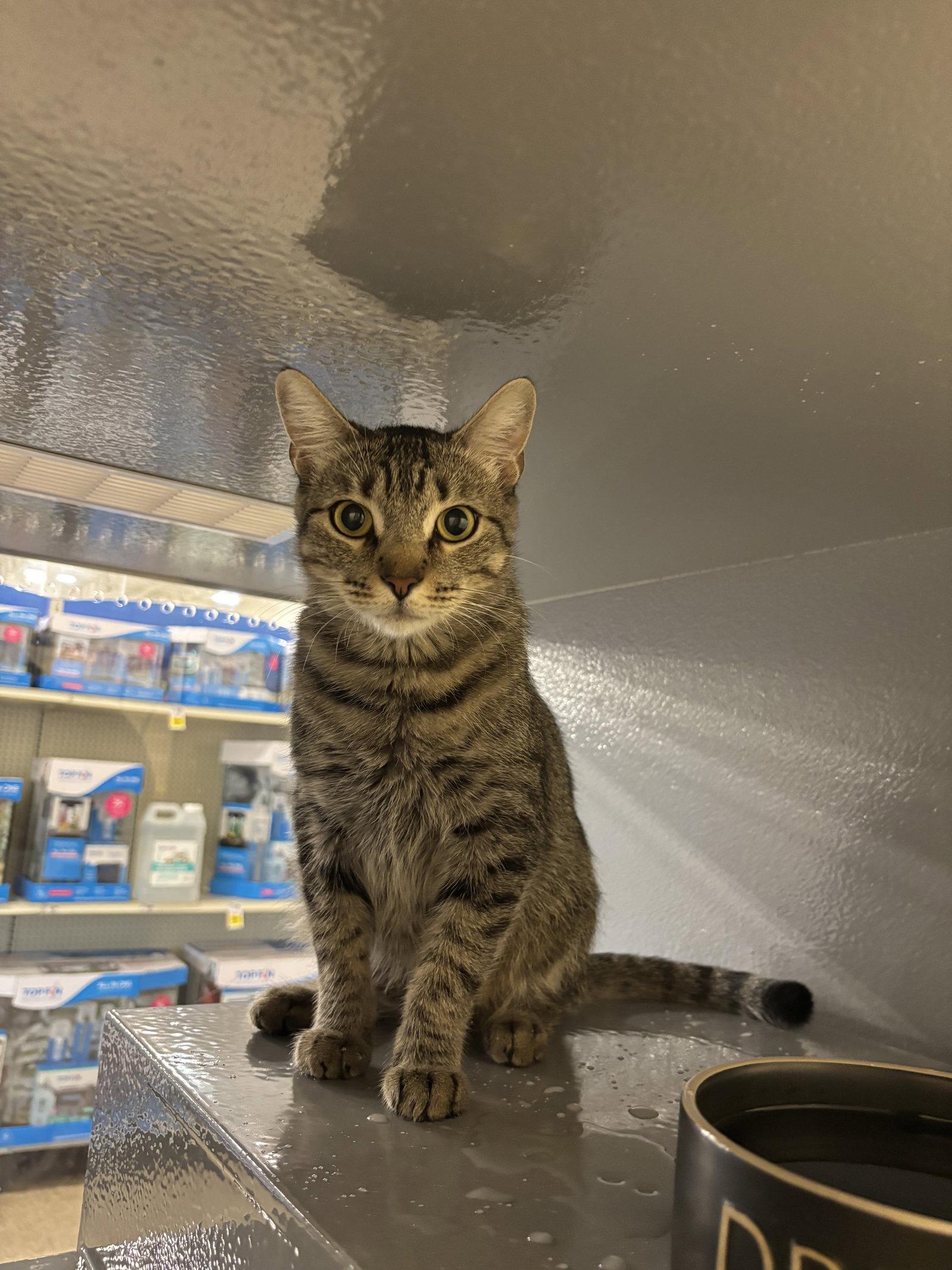 Frieda, Adoptable, Kitten Female Domestic Short Hair.