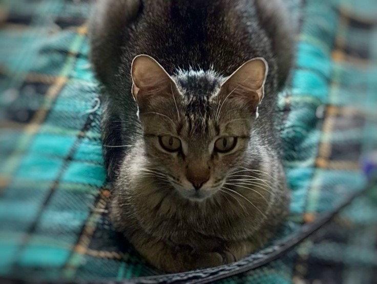 Frieda, a Adoptable Domestic Short Hair in Phoenix, AZ image 2/2
