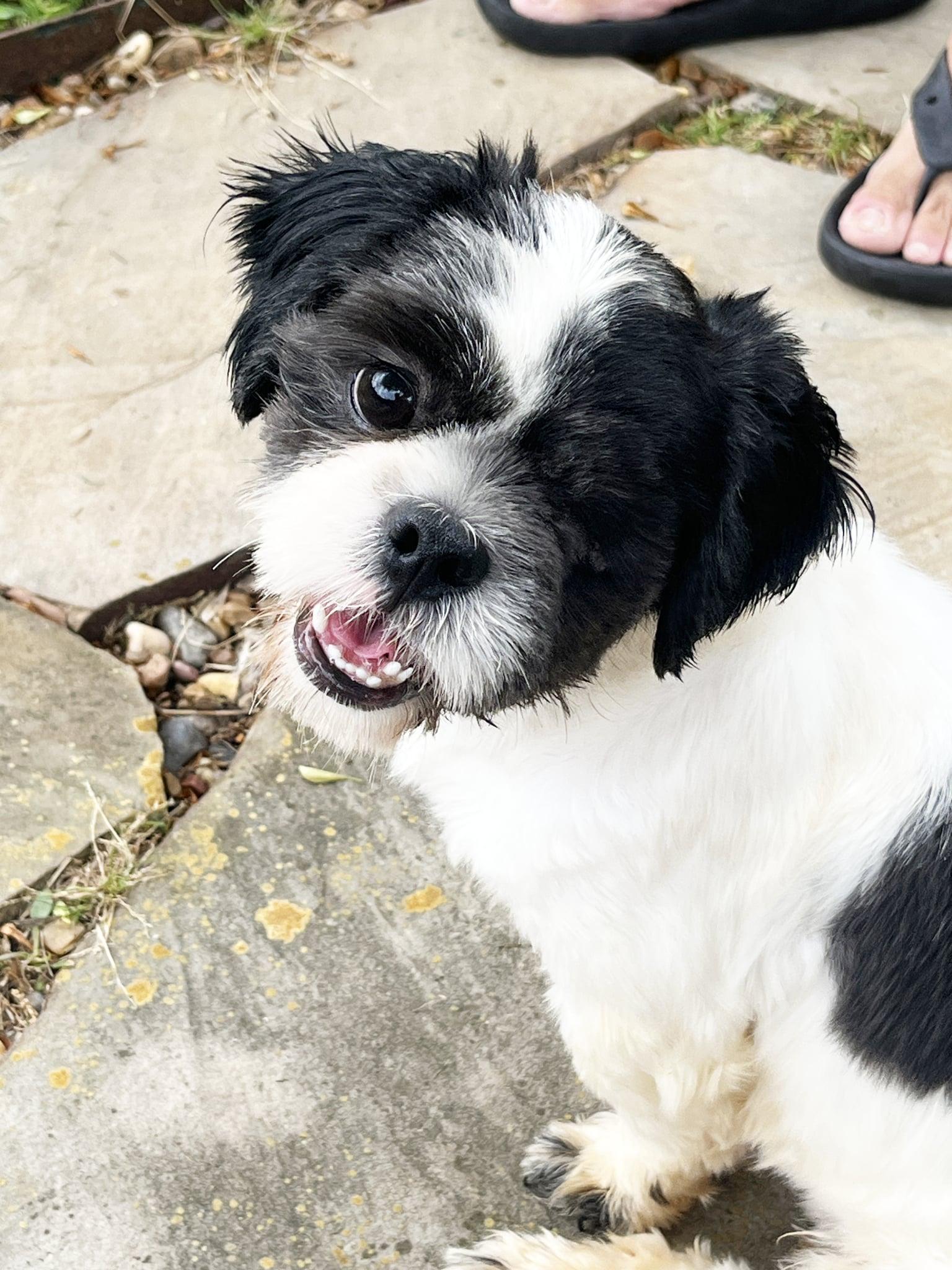Mikey Vetters, ADOPTABLE, Young Male Shih Tzu.