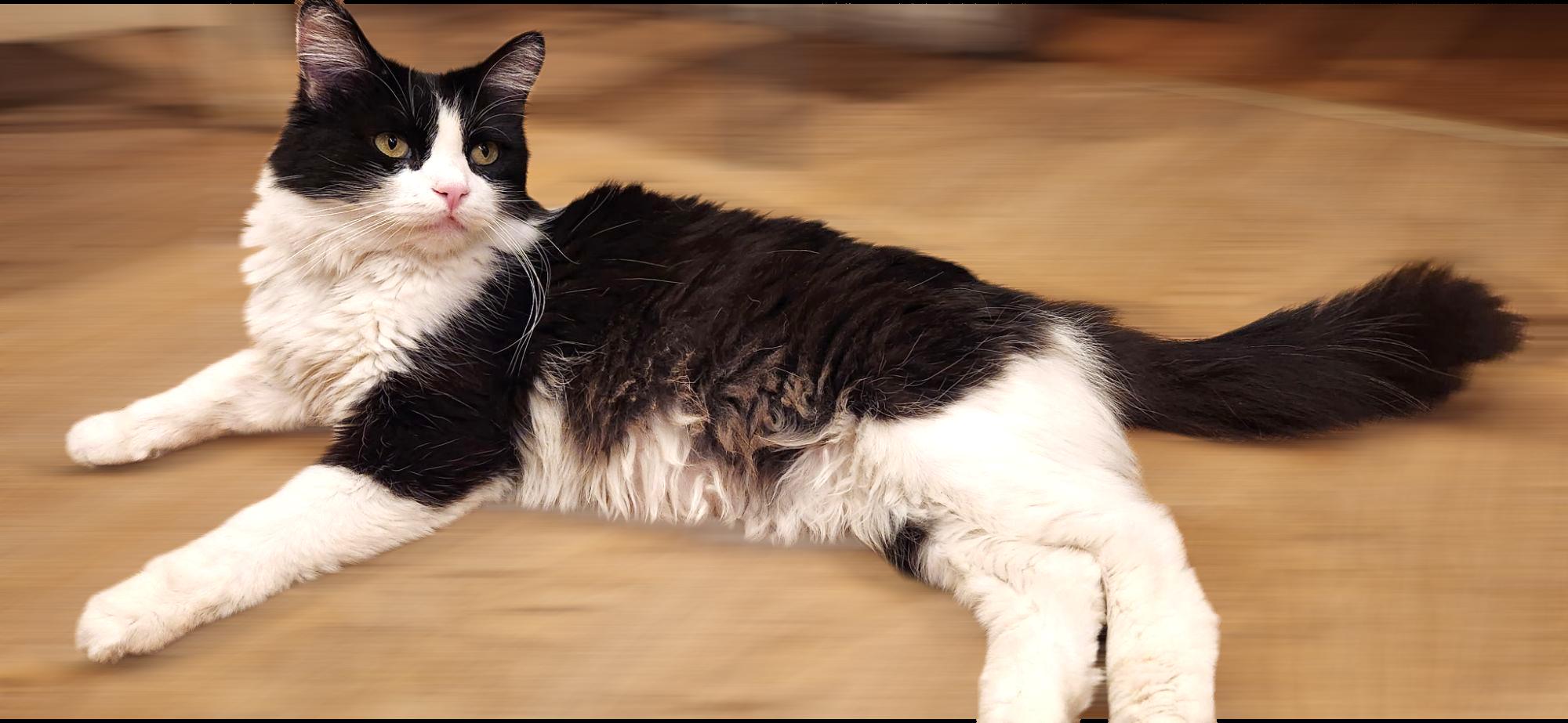 Mickey, Bobby, Adoptable, Adult Male Domestic Long Hair & Tuxedo.
