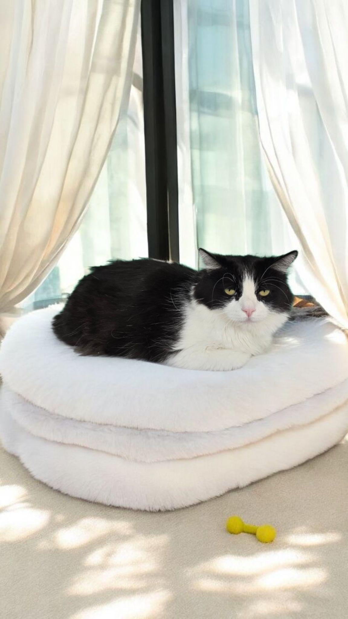 Mickey, Bobby, a Adoptable mixed breed in Hawthorne, CA image 2/2