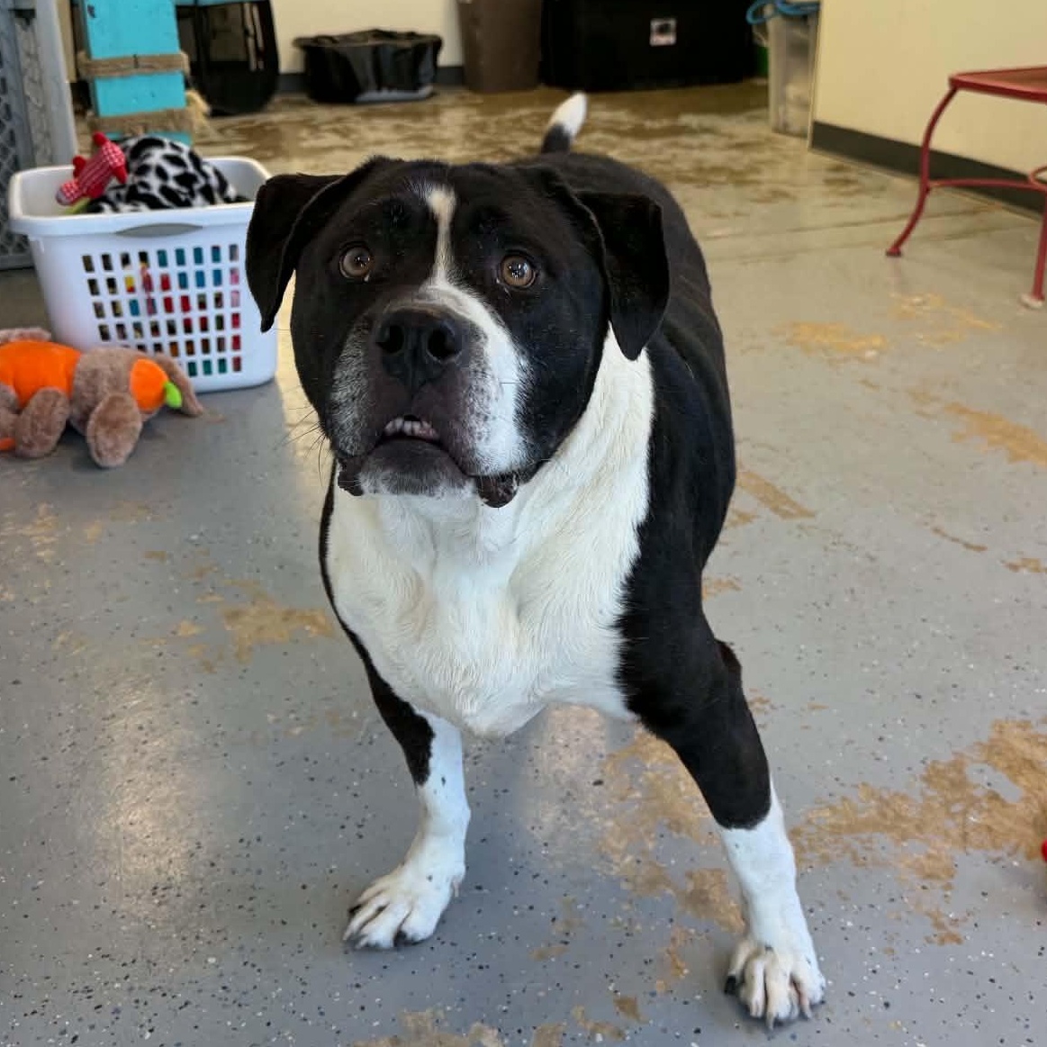 Sal, adoptable, Adult Male Pit Bull Terrier.
