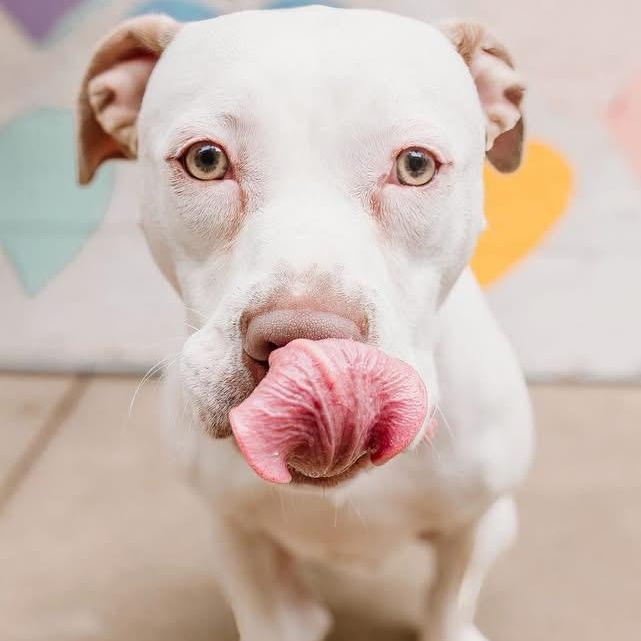 Enlarge Ollie, a Adoptable mixed breed in Charlotte, NC image 2/5