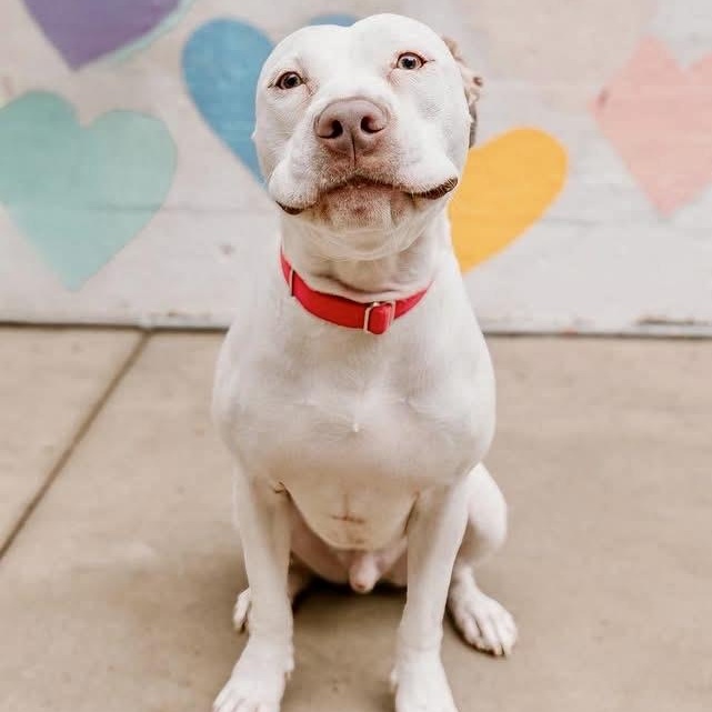 Enlarge Ollie, a Adoptable mixed breed in Charlotte, NC image 4/5