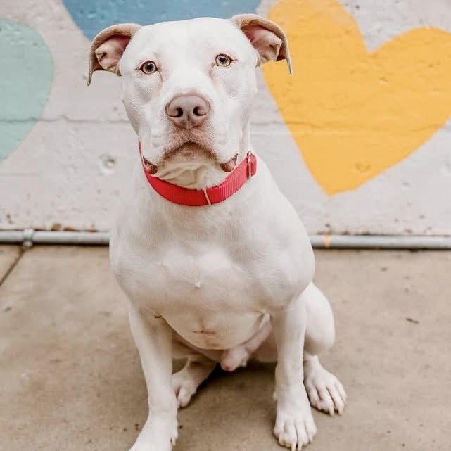 Enlarge Ollie, a Adoptable mixed breed in Charlotte, NC image 1/5