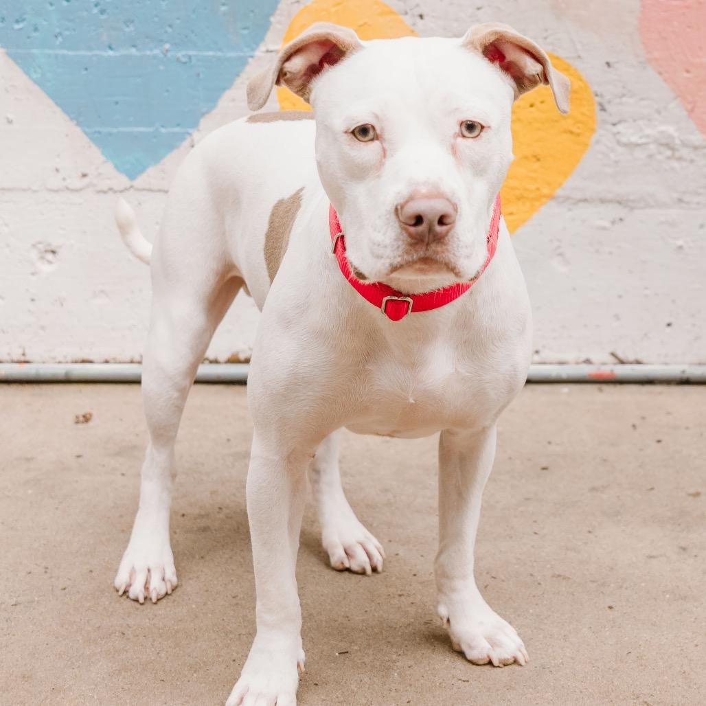 Enlarge Ollie, a Adoptable mixed breed in Charlotte, NC image 3/5