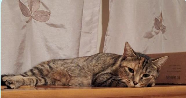 Enlarge Bourbon, an adopted Calico in Verdun, QC image 3/4