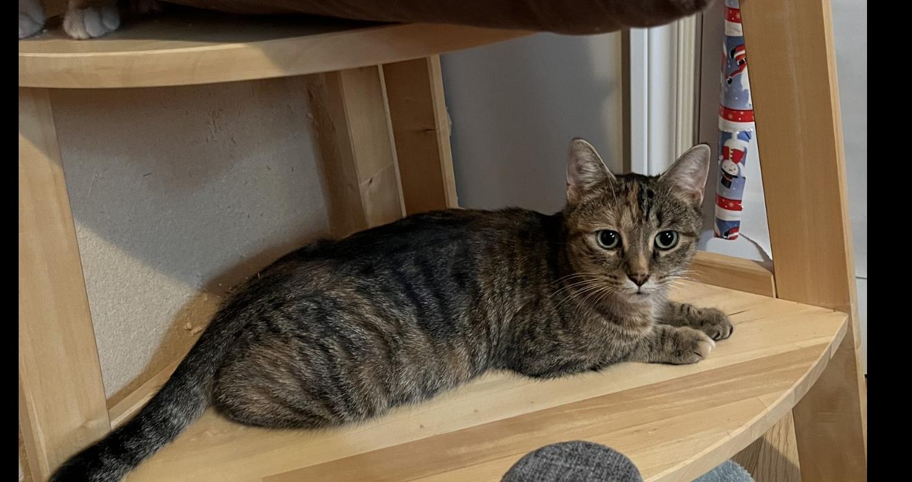 Enlarge Bourbon, an adopted Calico in Verdun, QC image 4/4