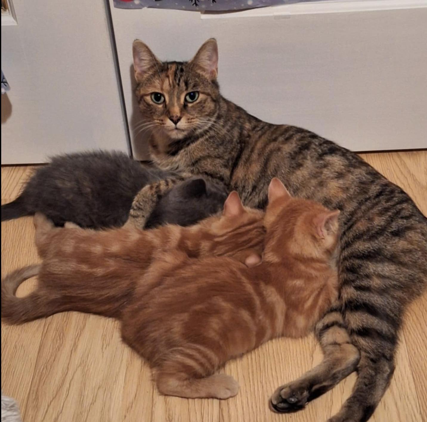 Enlarge Bourbon, an adopted Calico in Verdun, QC image 1/4