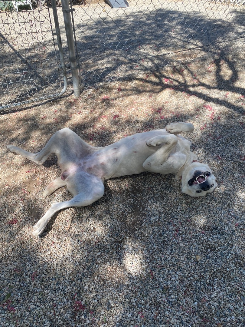 Bonny, an adoptable Pyrenean Shepherd in Agua Dulce, CA, 91390 | Photo Image 2