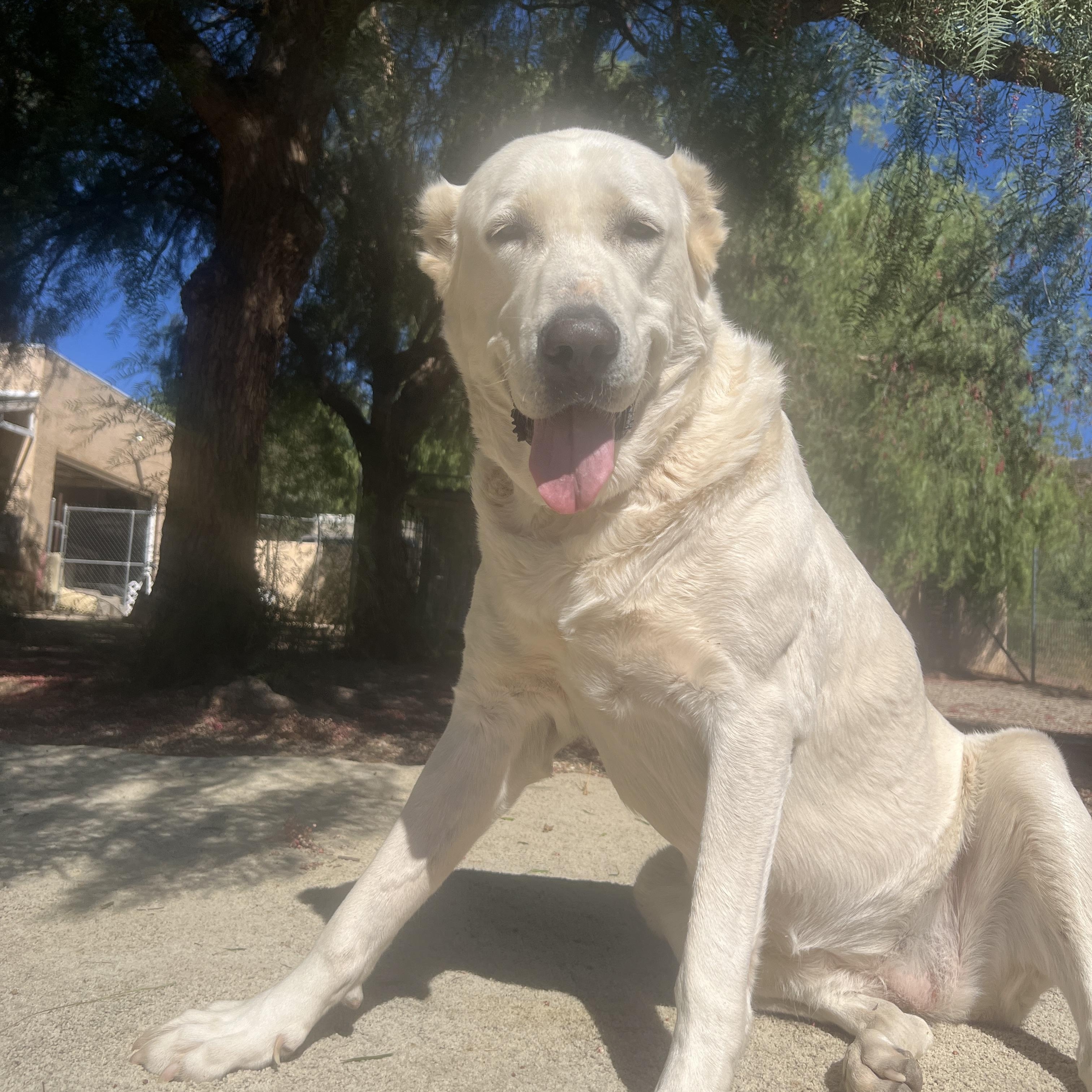 Bonny, a Adoptable Great Pyrenees in Agua Dulce, CA image 1/4