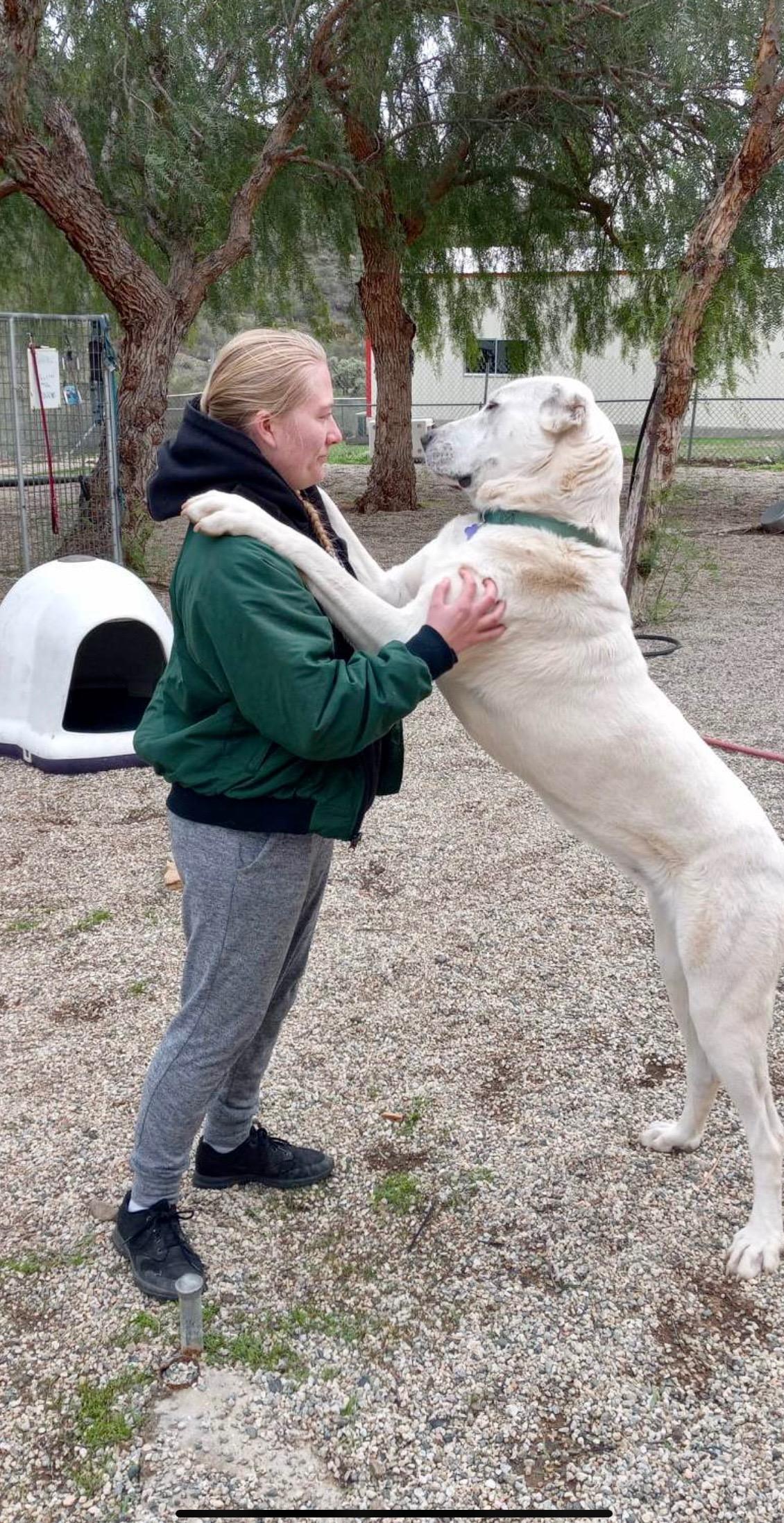 Enlarge Bonny, a Adoptable Great Pyrenees in Agua Dulce, CA image 4/4
